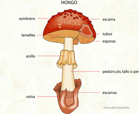 Hongo (Diccionario visual)